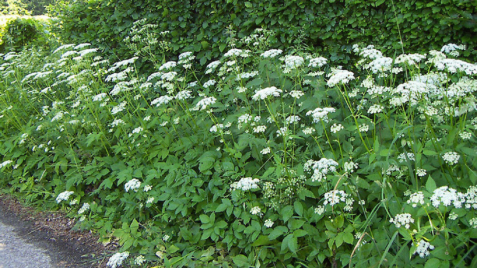     Источник: ru.wikipedia.org