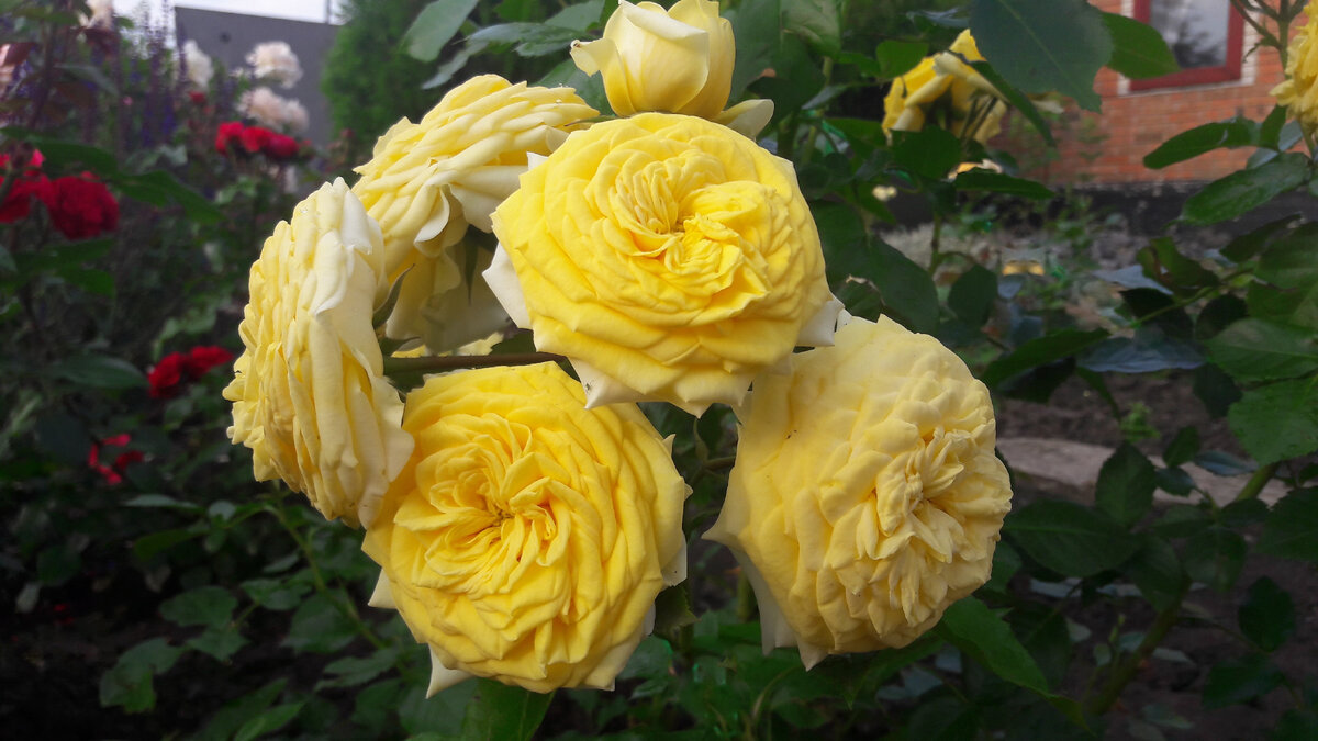 Lemon Pompom /Лимон Помпон/