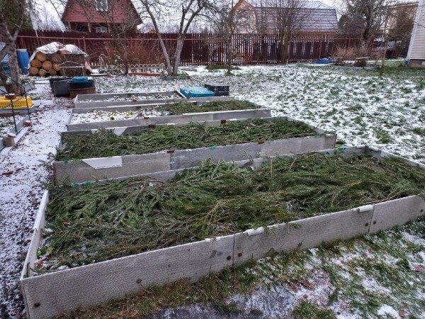 Тёплым грядкам на нашей даче уже 5 лет. Фото автора