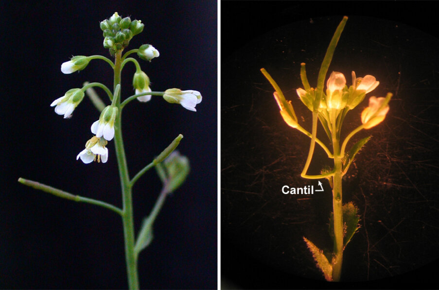 Слева – обычный арабидопсис, справа – арабидопсис с кантилем. 