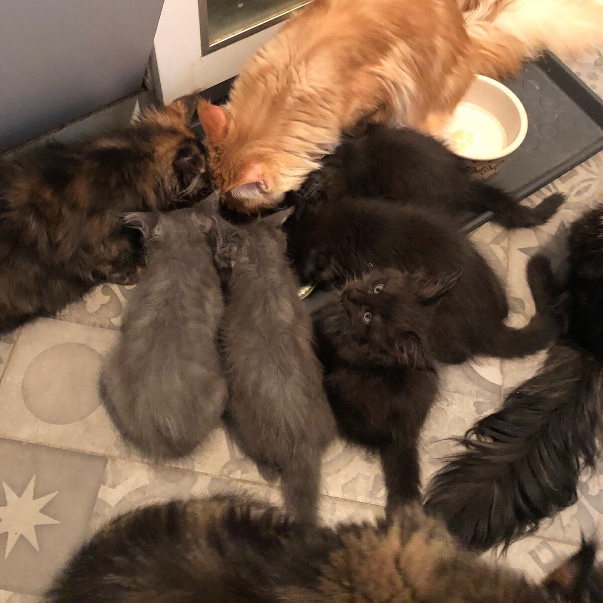 Фото из личного архива. Поздний ужин,  мы наконец - то выпустили самых младших котят в "большой мир".