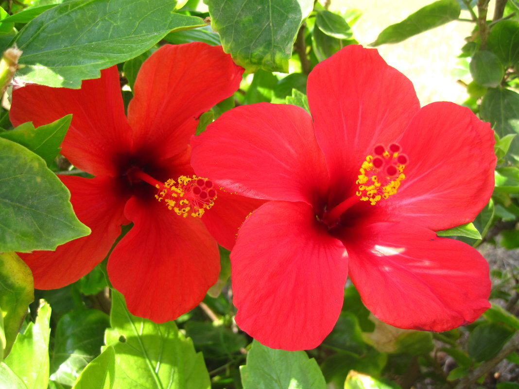 Hibiscus 4. Каркаде (гибискус).