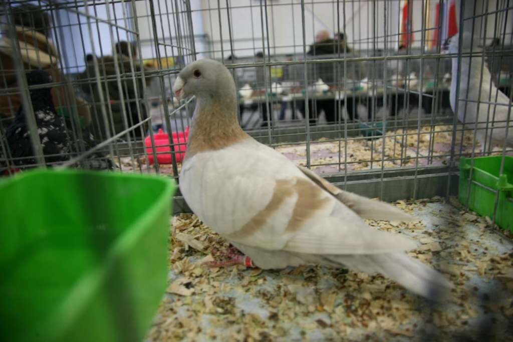 Немецкий выставочный лимонный