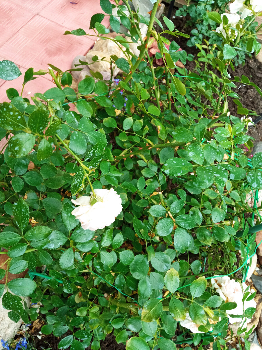 Роза после обрезки