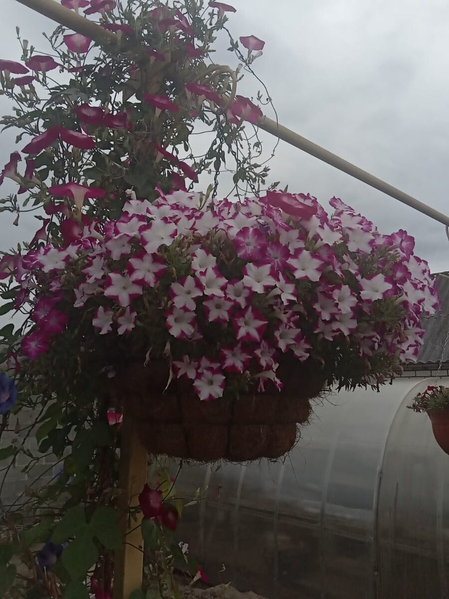 Большое кашпо с торфяным субстратом и большим кустом петунии. Полив один раз в день (личное фото)