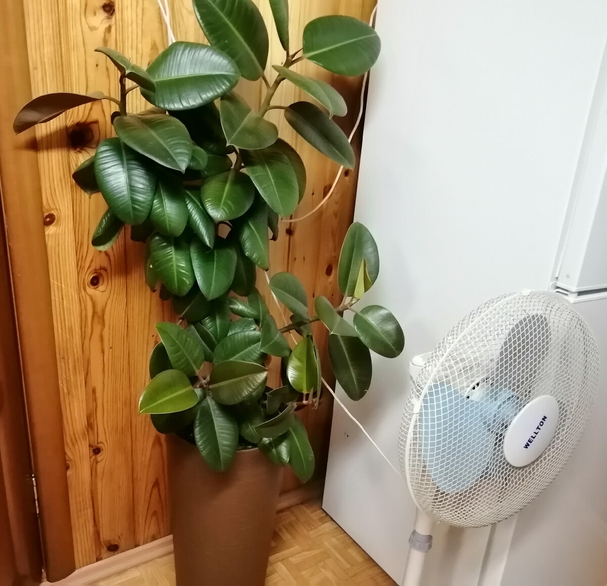 Вот таким большим вырос мой фикус всего за один год.