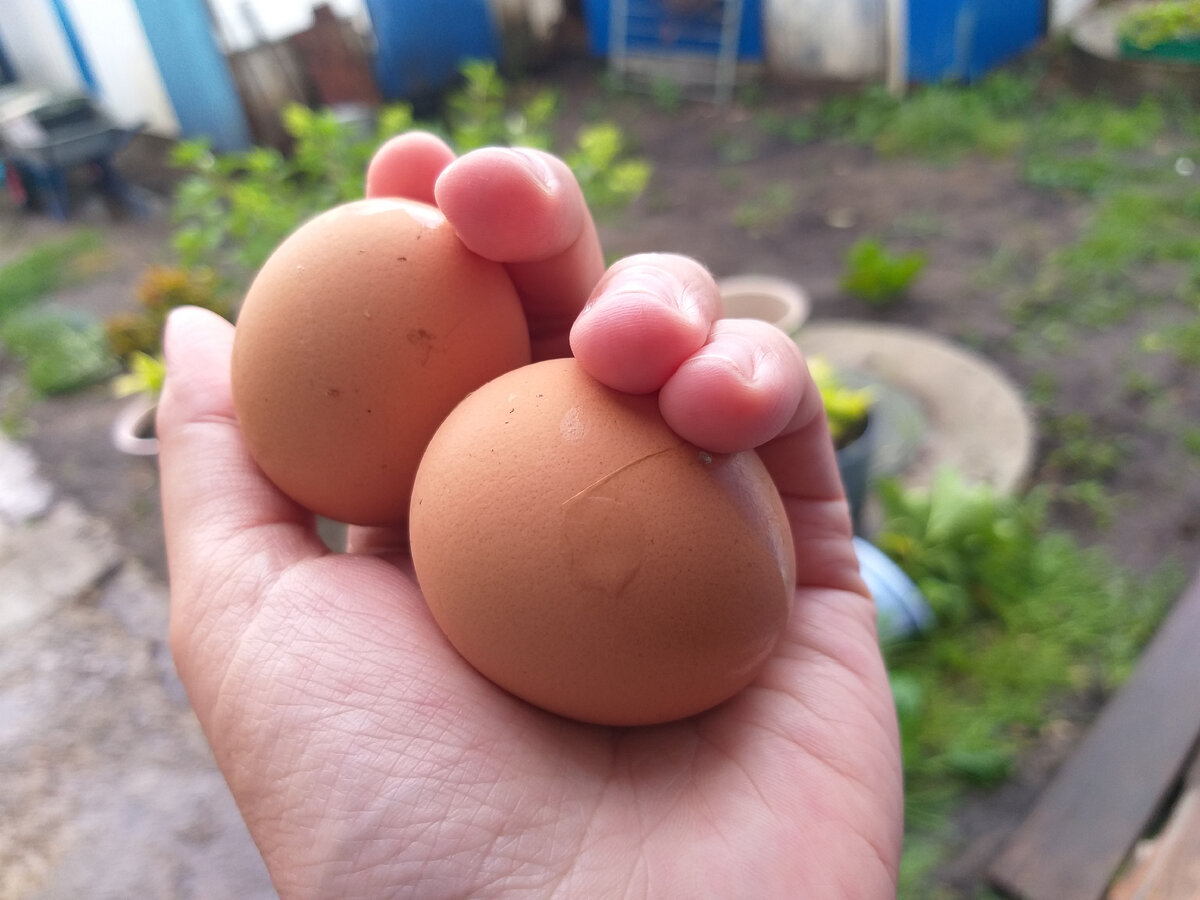 Мои скорлупки в этом году вышли на качественно новый уровень - теперь они деревенские. Мы же теперь живём в доме и покупаем яйца у соседки - настоящие!