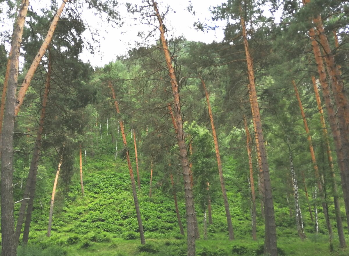 Природа Горного Алтая 