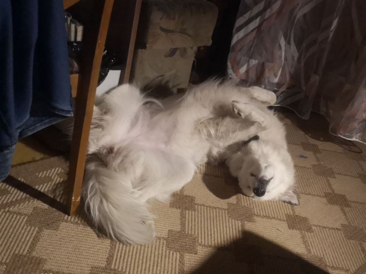 Главное - вовремя притвориться спящей.