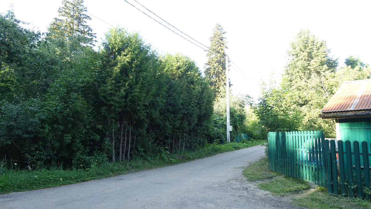 Можно ли сэкономить на живой изгороди из хвойных | Home and garden | Дзен