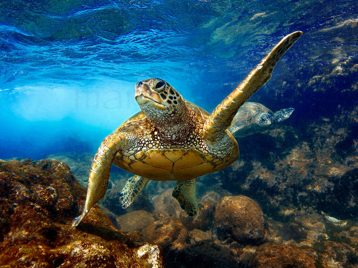 яндекс картинка