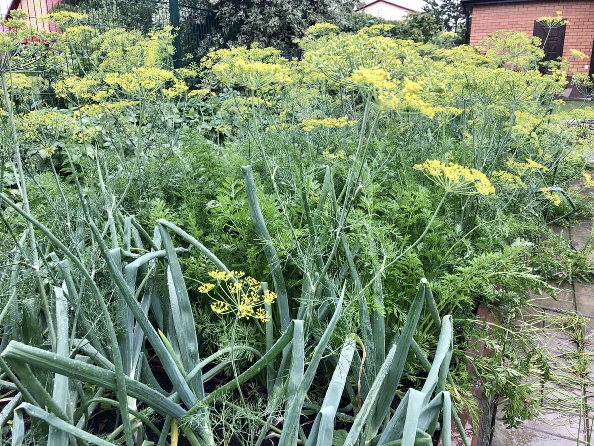 У этого укропа в дело пойдут зонтики, а зелень уже не вкусная