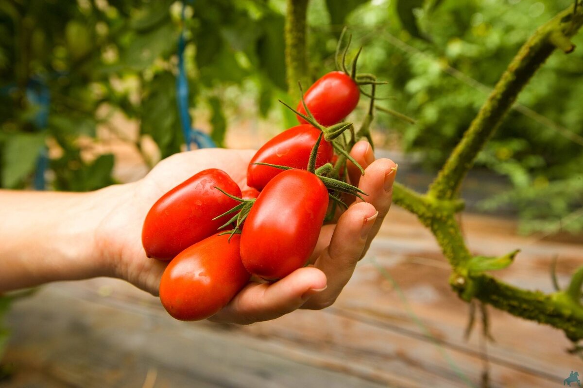 Чем и как подкармливать томаты — это одна из самых животрепещущих тем для огородников. Каждый хочет поделиться своим опытом, секретами и проверенными рецептами.
