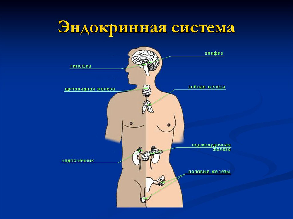 Что такое эндокринная система человека. .Система желез внутренней секреции. Функции. Органы эндокринной системы человека. Общий план строения системы органов эндокринной системы. Гормональная система человека строение.