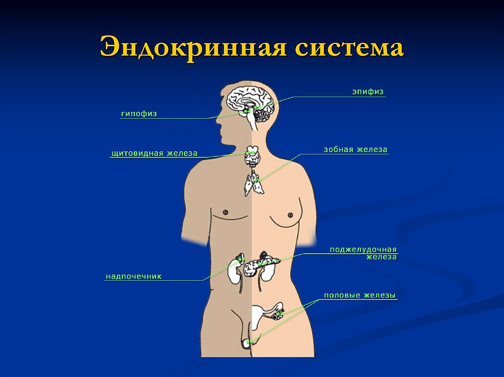 .Система желез внутренней секреции. Функции. Эндокринная система строение желез внутренней секреции. Эндокринаяистема человека. Общий план строения системы органов эндокринной системы.