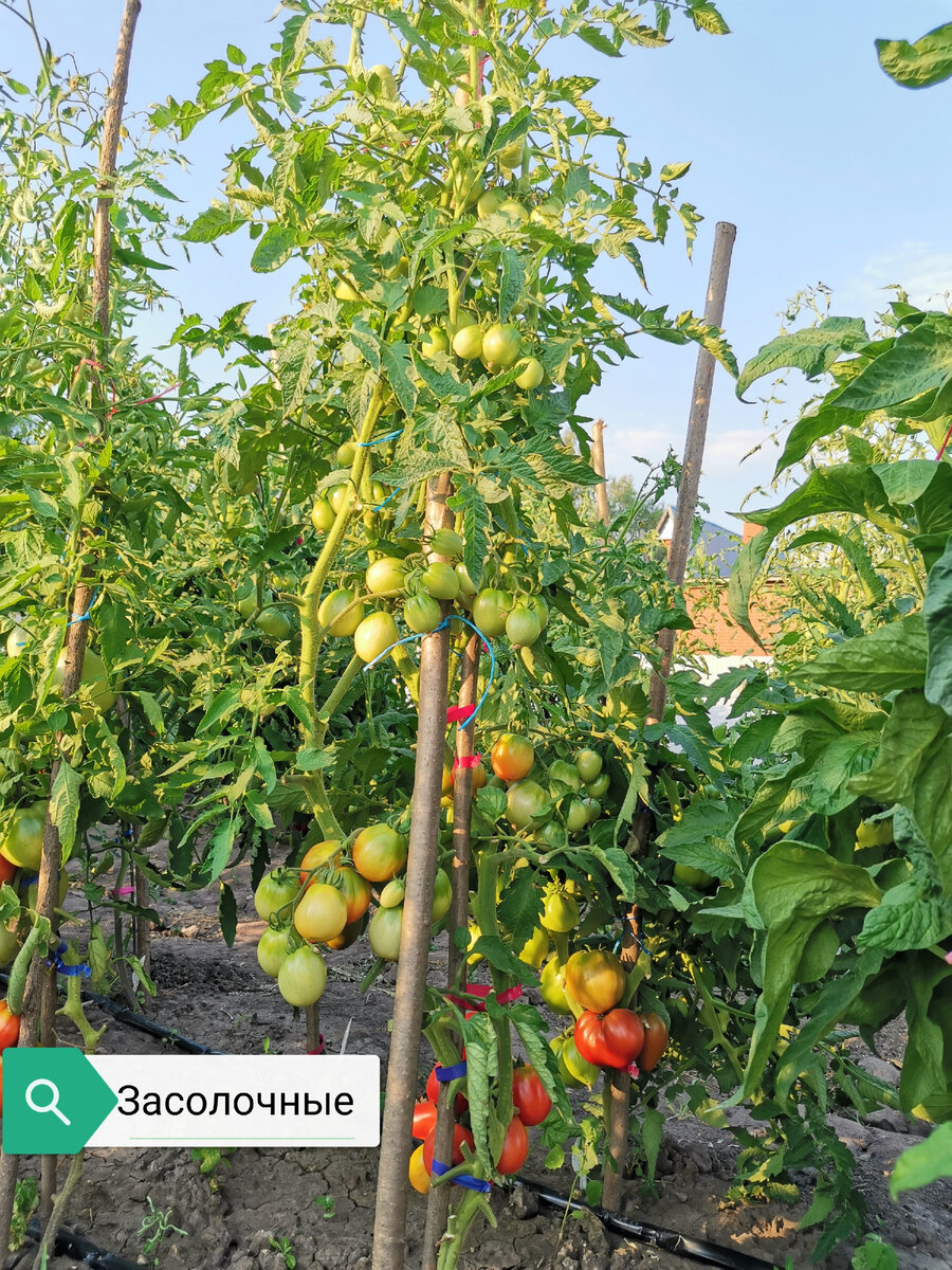 Сорт "Засолочные". Неприхотливый и урожайный. Плоды до 100 г, очень красивые, идеально подходит для цельноплодной консервации. 