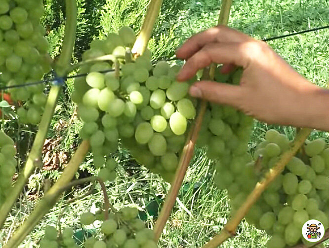 Виноград сорта Августин