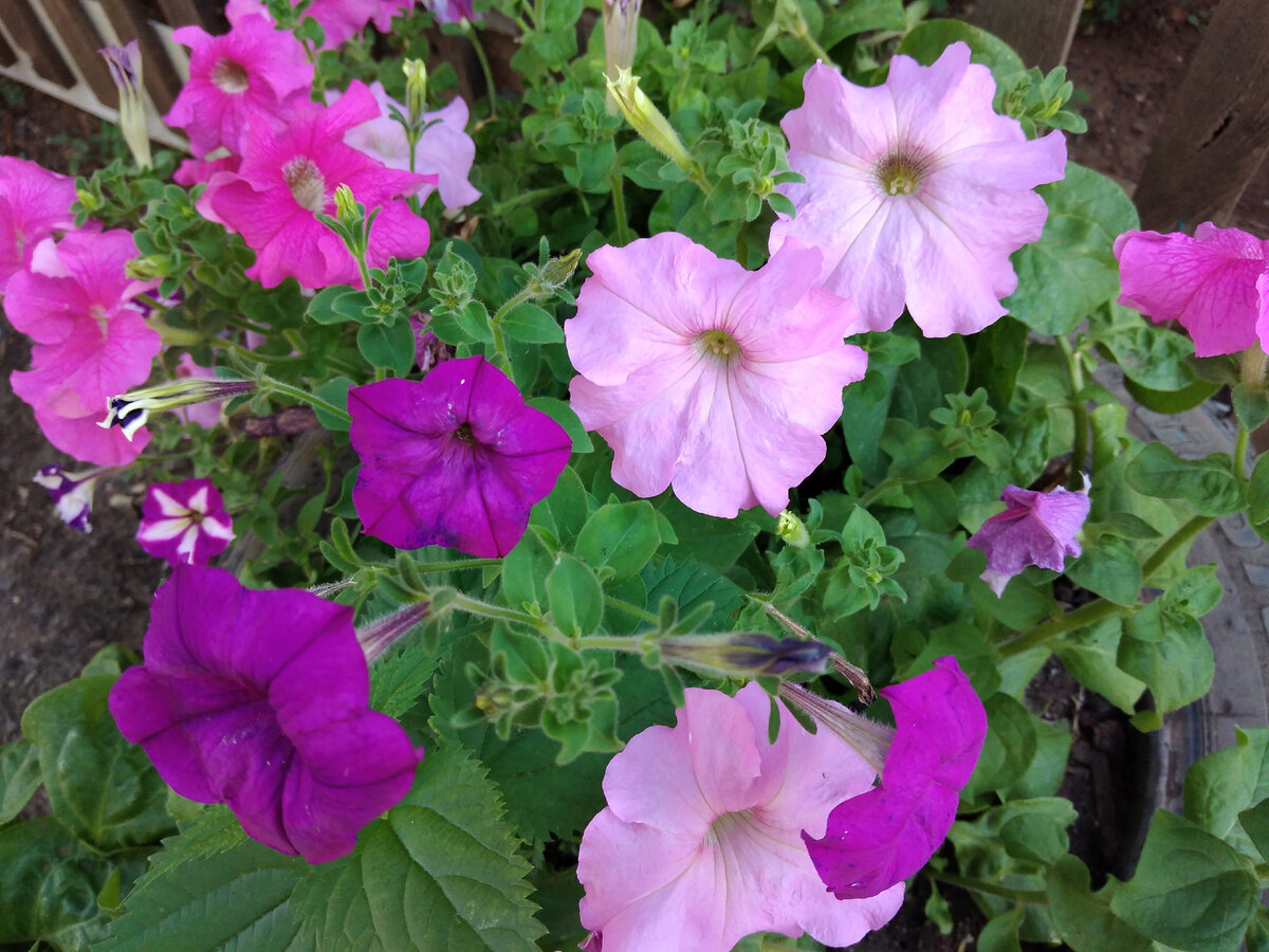 Цветы со двора нашей бабули