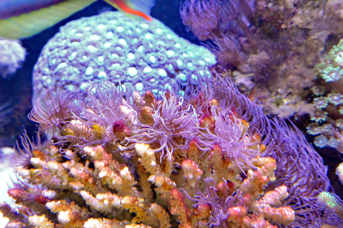 Морской центр Акабы