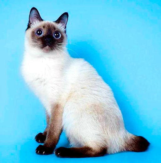 Добавьте описание