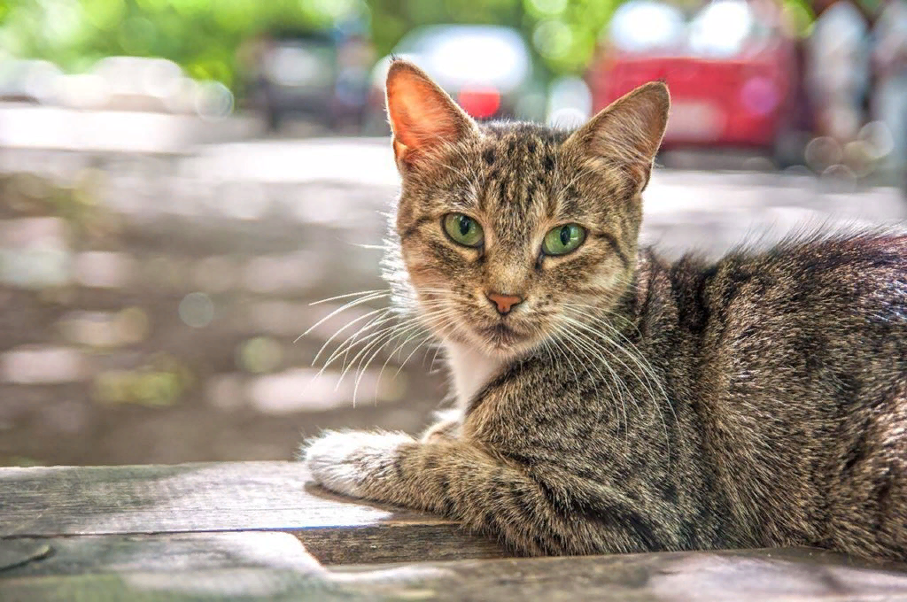 Дворовые коты и кошки