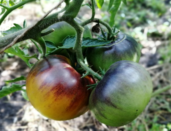 Высокорослый томат Яркий самоцвет в 2020-м, фото автора