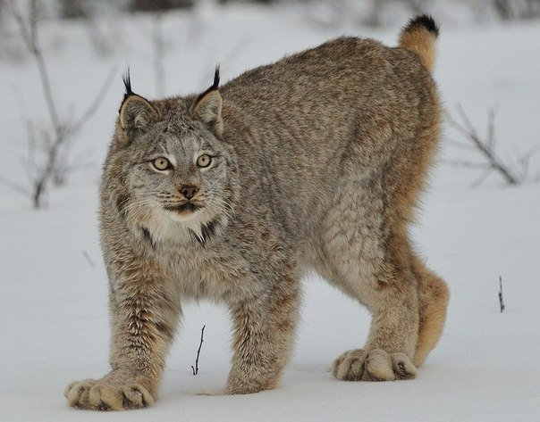   Канадская рысь