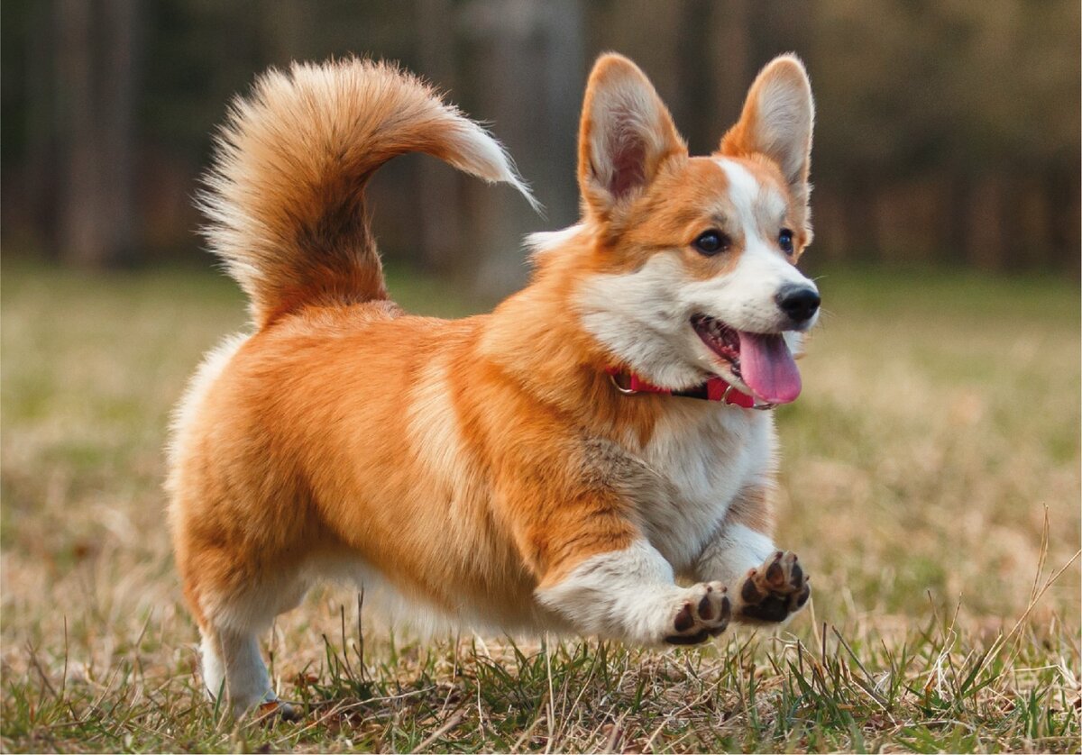 Источник glorypets.ru