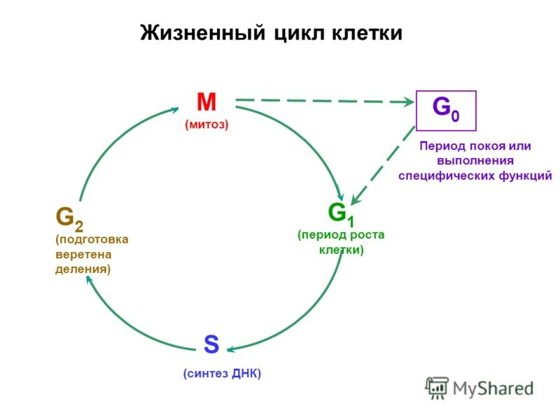 Жизненный цикл клетки картинка