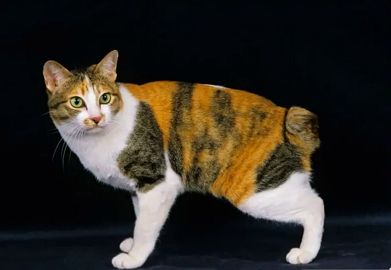 Интересные факты о породе кошек Японский бобтейл | КотоВедение | Дзен