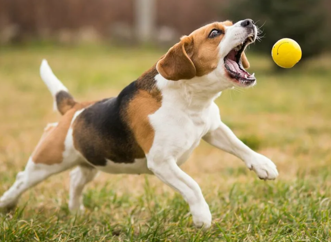 Щенок с мячиком. Собака приносит мяч. Учим щенка приносить мяч. Играть в мяч. Собака с мячиком во рту.
