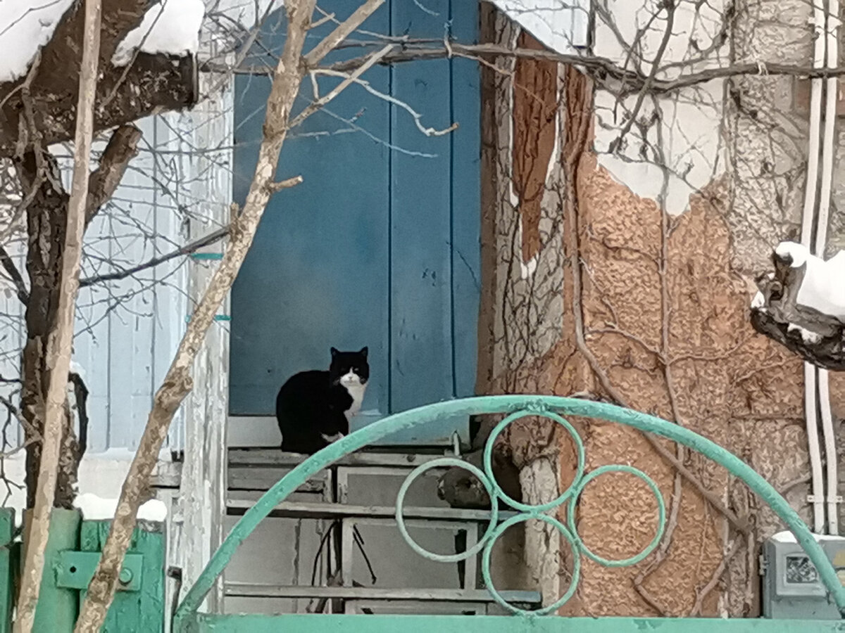 Кот по кличке Кот. 
