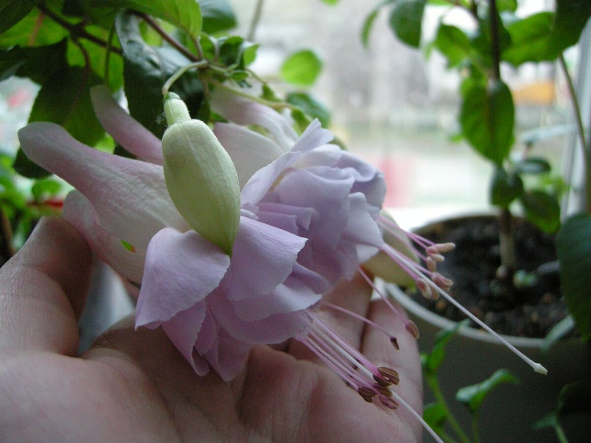 Фото автора для иллюстрации к тексту.