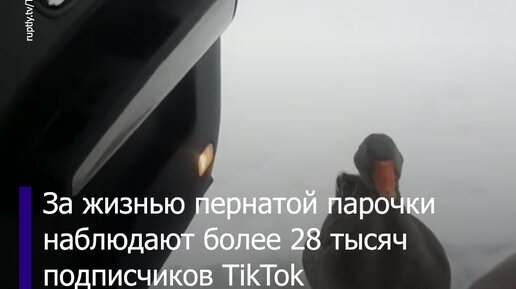 Пара сторожевых гусей из Всеволожска покоряет TikTok своим обаянием ...