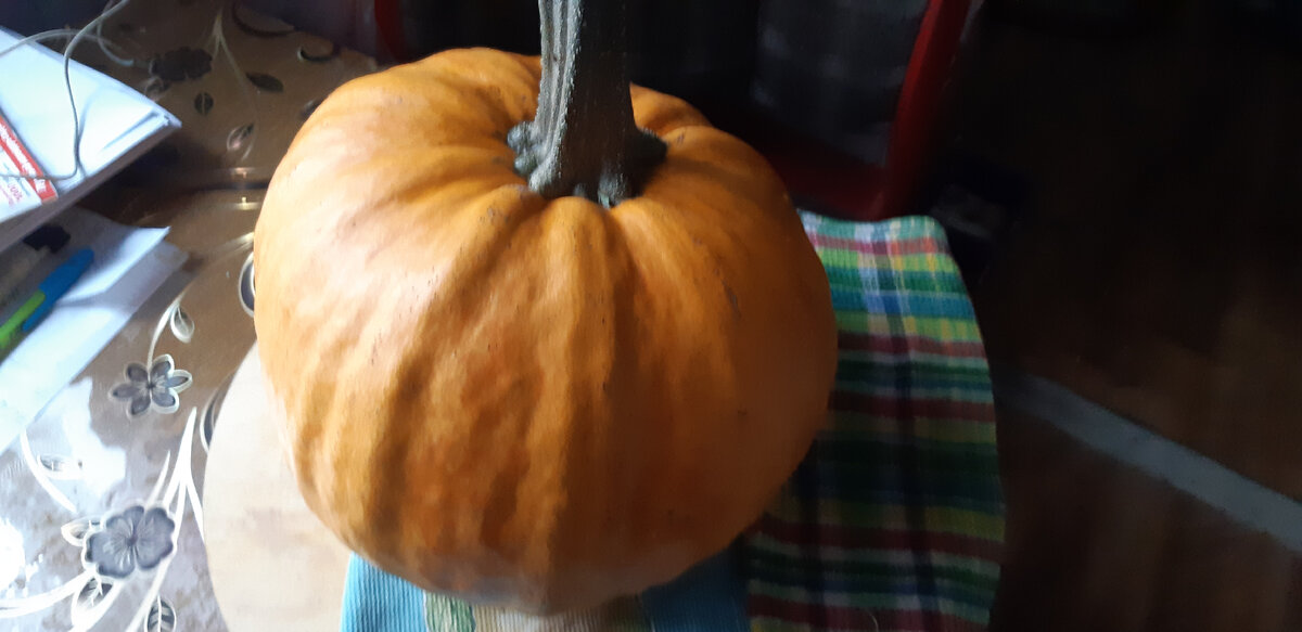 По осени тыква была с зелеными разводами, а полежала и стала выглядеть вот так