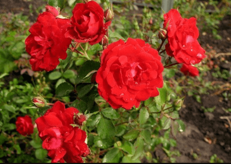 Канадские розы — преимущества, сорта, выращивание и применение в ландшафтном дизайне