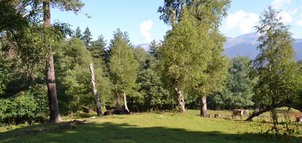 2020 и 2021 годы существенно ограничили возможность выехать за пределы страны. Но у нас есть любимые места для путешествий по России. На фото выше - Архыз. Сюда мы ездим на несколько дней и устраиваемся, чаще всего, в палатках. Костерок, дымок...Ну вы понимаете :)