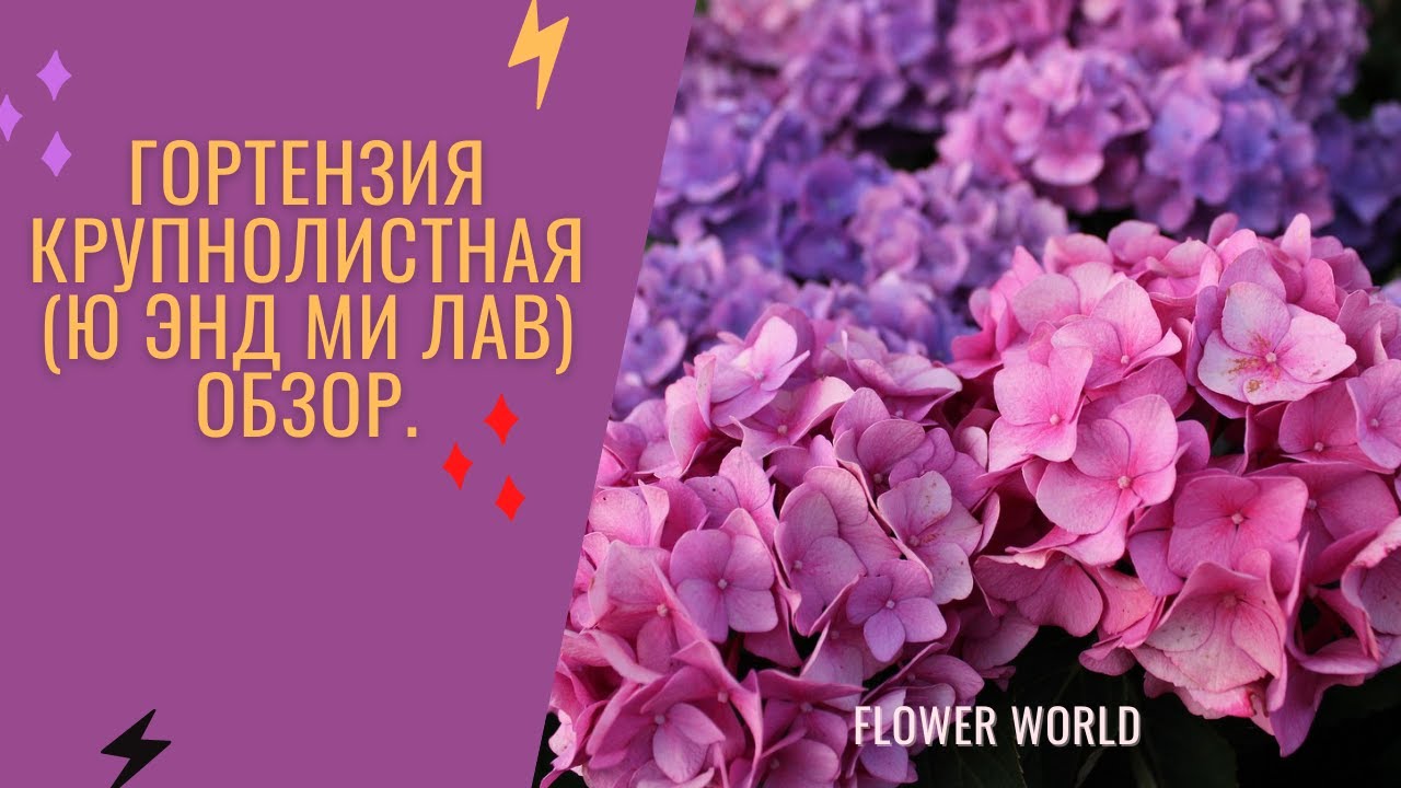 Гортензия крупнолистная (Ю энд Ми Лав) Обзор.😃🌸