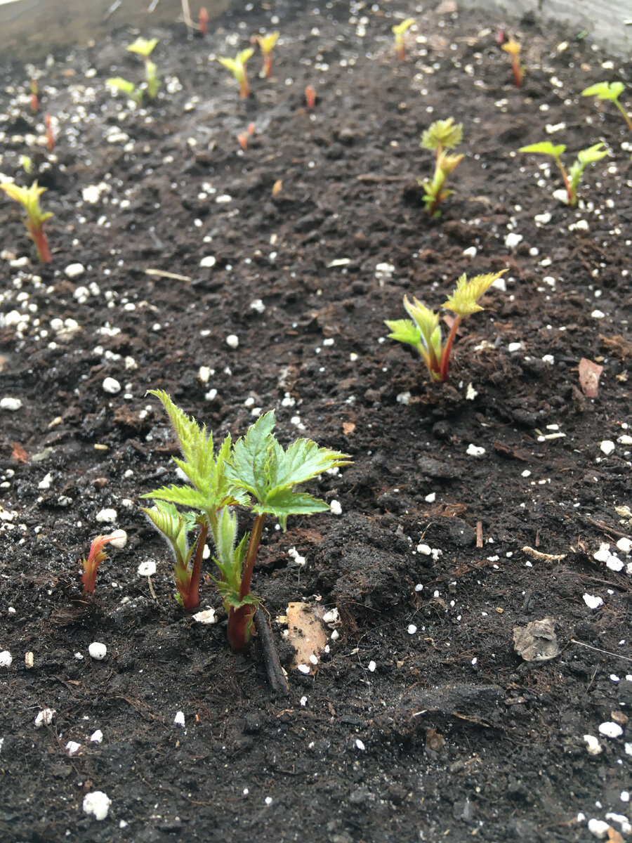 Ежевику тоже можно так размножать но есть нюансы.