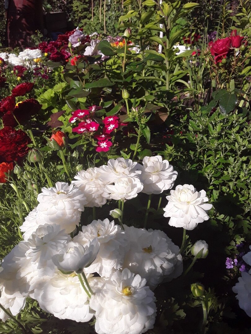 Ранункулюс, сорт White