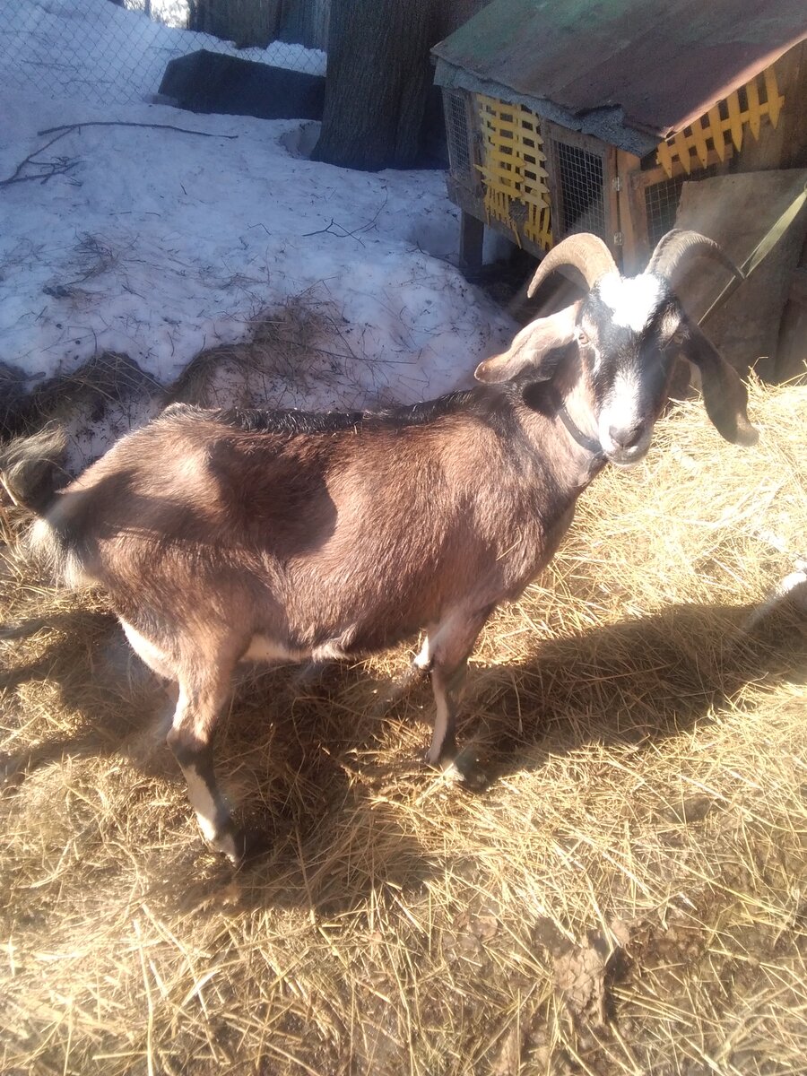 Фото автора. Коза Няшка. 