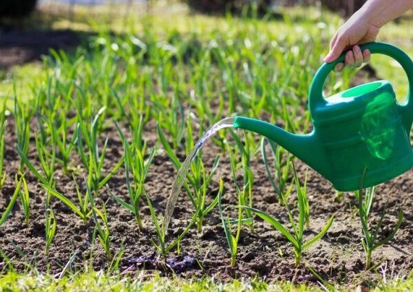 Подкормка чеснока