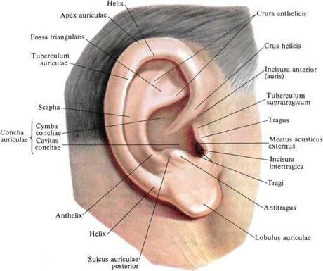Фото автора: открытый источник/строение внешнего уха