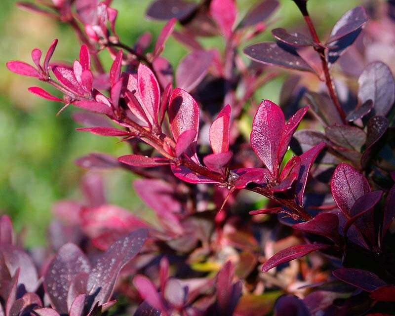  Барбарис Тунберга Атропурпуреа www.oazis-market.ru