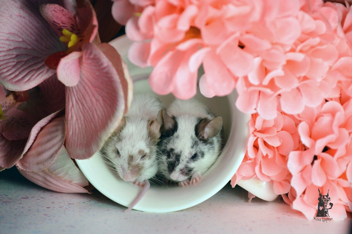 Зевс и Арес