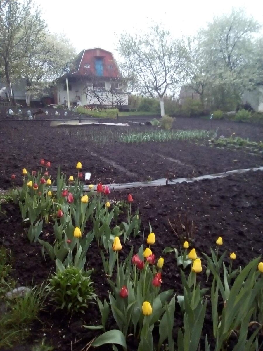 фото автора. первоначальный вид дачного домика и всего участка.