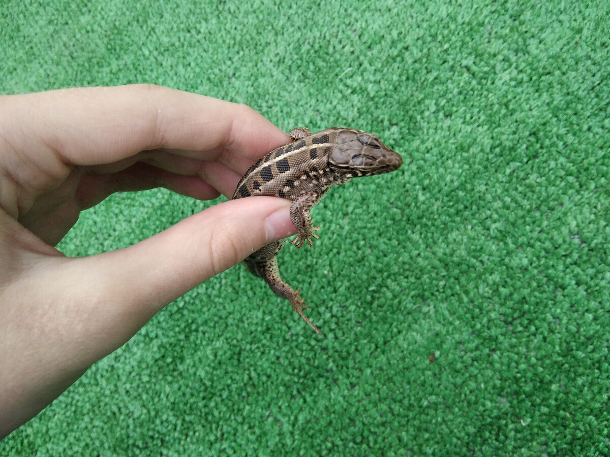 Так она выглядит