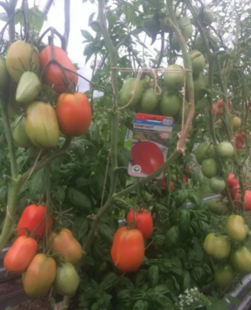 Фотография взята из источника yandex.ru