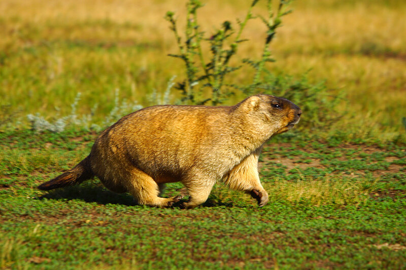 Несмотря на комплекцию, сурки способны довольно резво бегать рысью и лёгким галопом