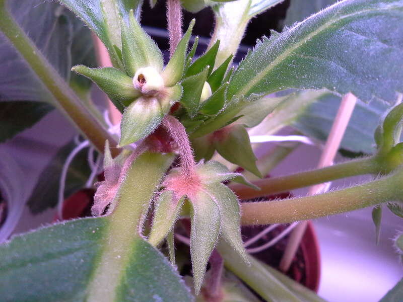 Вот такие пустоцветы могут появиться у глоксинии.